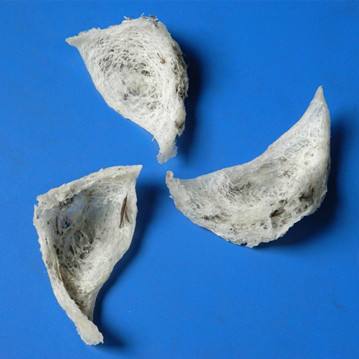 青島代理進(jìn)口馬來(lái)西亞毛燕的檢驗(yàn)檢疫要求