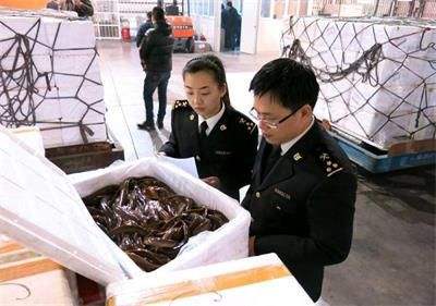 青島流亭冷鏈空運進口海鮮清關全能代理公司