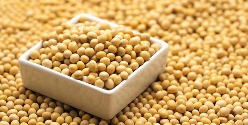 青島港散貨船大豆進口鑫潤豐專業代理